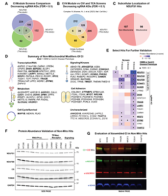 The Disease Gene THAP12 is a Transcriptional Regulator of Mitochondrial ETC Complex I
