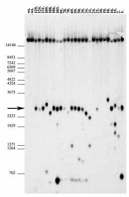 CRISPR-Cas9 HDR Optimization: RAD52, Denatured and 5'-Modified DNA Templates in Knock-In Mice Generation