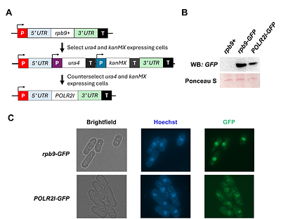Humanization of the rpb9 locus in fission yeast reveals conserved and divergent roles of rpb9 and human POLR2I