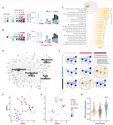 Matrix stiffness shifts the endothelial shear stress set point for angiogenic activation