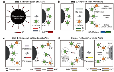 Controlled linking of AAV capsids enables coordinated multi-vector delivery