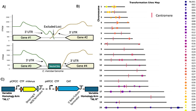 Genome Position Does Not Impact Transgene Expression Efficiency in the Ancient Red Alga Cyanidioschyzon merolae