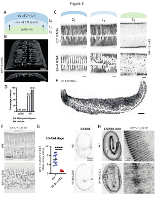 Pre-cuticle DPY 6 acts as a blueprint for aECM periodic organization in C. elegans