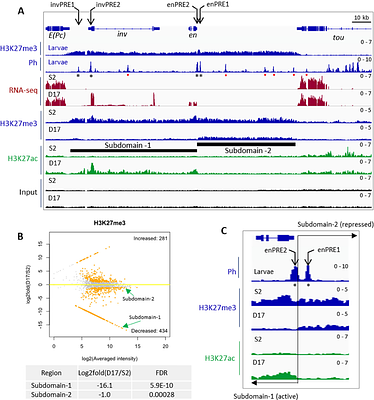 Polycomb protein binding and looping mediated by Polycomb Response Elements in the ON transcriptional state