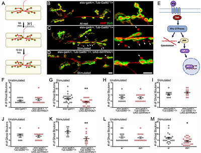The Wingless Planar Cell Polarity pathway is essential for optimal activity-dependent synaptic plasticity.