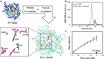 Engineering a bifunctional alfa and beta hydrolase from a GH1 beta-glycosidase