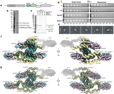 Higher-order assembly of a type IX retron enables exploitation for designer antimicrobials