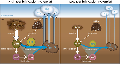Particulate organic matter drives spatial variation in denitrification potential at the field scale