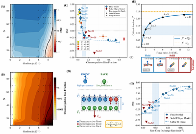 Cell Cluster Geometry and Fluidity Control the Transition from Single-Cell Chemorepulsion to Collective Chemotaxis