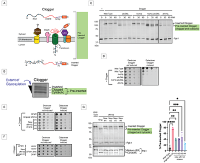 Dfm1 promotes Ste24-dependent translocon quality control