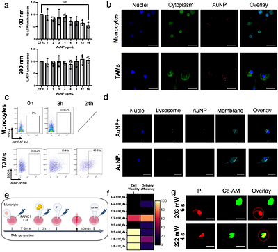 Immune reprogramming of 3D tumor models via optoporation-mediatedtargeted gene delivery to macrophages