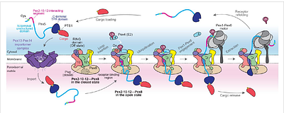 Structural basis of receptor retro-translocation in peroxisomal protein import