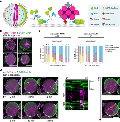 Self-organized spatial targeting of contractile actomyosin rings for synthetic cell division