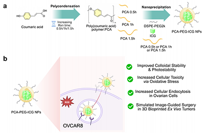 Architecture-Dependent Stability, Cellular Uptake, and Redox Modulation of Poly(p-Coumaric Acid) Hybrid Nanoparticles for Ovarian Carcinoma Intervention
