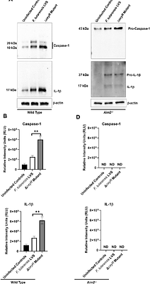 Antioxidant defenses of Francisella tularensis perturb Aim2 Inflammasome Activation