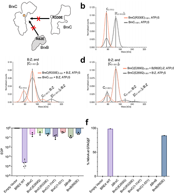 Competing forms of protein-protein association and DNA binding exhibited by BrxC from the BREX phage restriction system