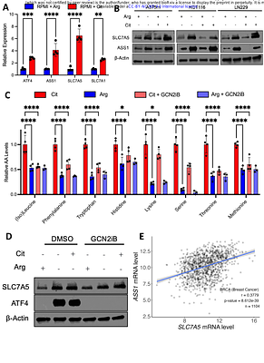 SLC7A5 is required for citrulline-dependent growth in arginine limited conditions