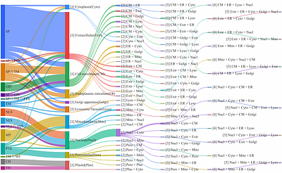 DualLoc: Full-parameter fine-tuning of cascaded dual transformers for protein subcellular localization prediction