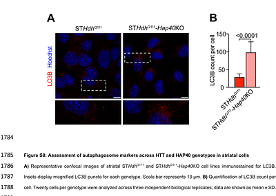 HAP40 functions as a proteostasis regulator by controlling huntingtin interactions and its release into the extracellular space