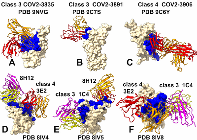 Localized Rigidification and Allosteric Modulation Mechanisms of SARS-CoV-2 Spike Neutralization by Class 3 and Class 4 Antibodies at Atomic Resolution: An Integrated Computational Study of Binding, Dynamics, and Allostery