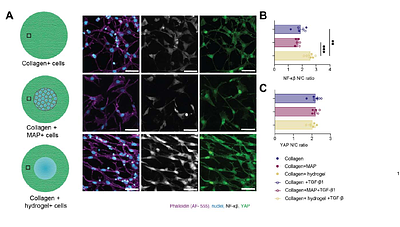 Physical continuity at biomaterial-ECM interfaces regulates fibroblast activation via NF-κB
