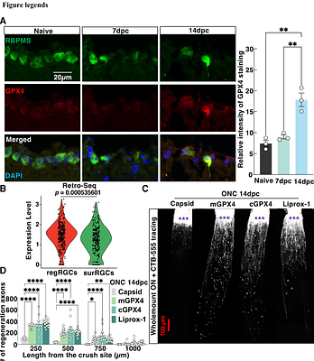 GPX4 Promotes Optic Nerve Regeneration and RGC Neuroprotection