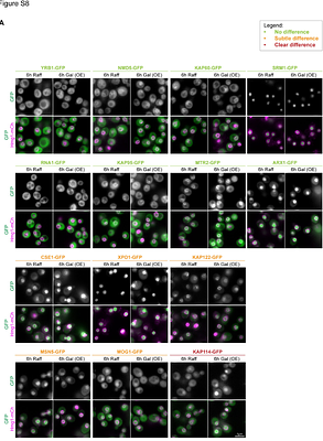 The chaperone Jjj2 regulates nucleoporin condensation in budding yeast