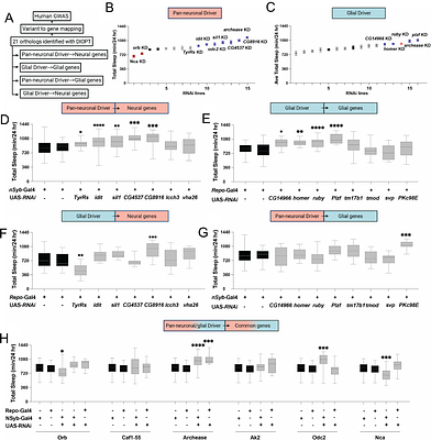 Cell-specific variant-to-gene mapping identifies conserved neural and glial regulators of sleep