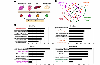 Proteomic profiling of tissue extracellular vesicles (EVs) identifies tissue-specific EV markers and predicts the accessibility of tissue EVs to the circulation