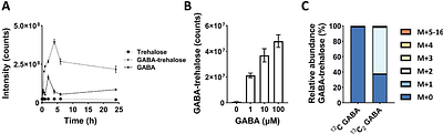 A new stress-response pathway in Mycobacterium tuberculosis