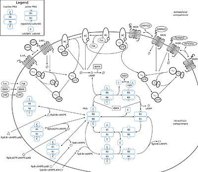 A mechanistic model of protein kinase A dynamics under pro- and anti-nociceptive inputs