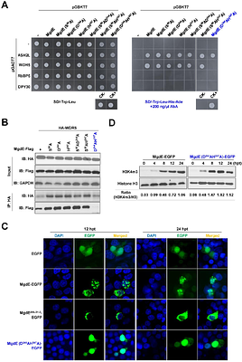 A Conserved Mycobacterial Nucleomodulin Hijacks the Host COMPASS Complex to Reprogram Pro-Inflammatory Transcription and Promote Intracellular Survival