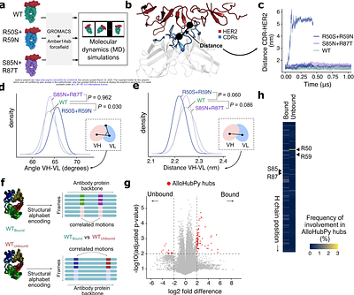 Tuning antibody stability and function by rational designs of framework mutations