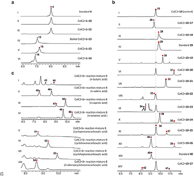 A Divergent Class of Arylamine N-Acetyltransferases Catalyzes Convergent Amidative Condensation of Polyketides in Manumycins Biosynthesis