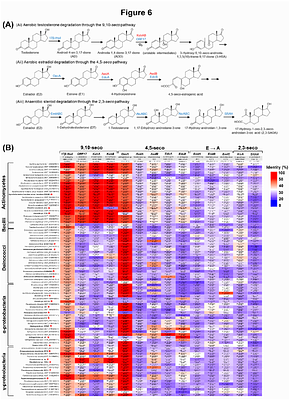 Multi-omics integration uncovers host-microbiota crosstalk underlying sexual differentiation in the shortfin eel Anguilla bicolor pacifica