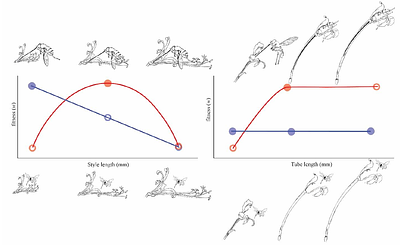 Pollinator and flower morphology interact to influence pollen receipt
