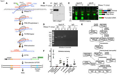 OTTR-CLASH: improved biochemical and bioinformatic identification of Argonaute 2-mediated microRNA-target RNA interactions