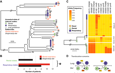 High frequency body site translocation of nosocomial Pseudomonas aeruginosa
