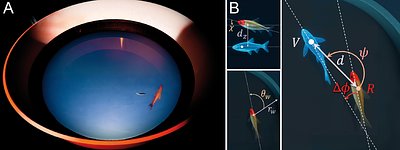 Decoding social integration in schooling fish using closed-loop real-virtual interactions