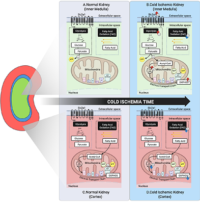 Spatiotemporal transcriptomic analysis during cold ischemic injury to the murine kidney reveals compartment-specific changes