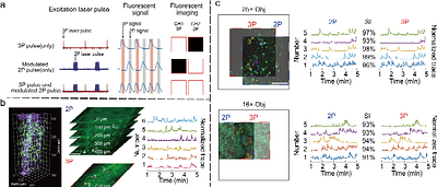 A Compact Two-Photon Module for Simultaneous Dual-Depth, Multi-Region in vivo Brain Imaging
