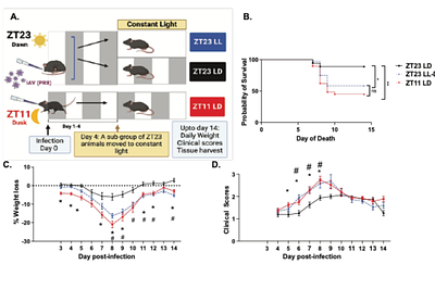 Effect of external cues on clock-driven protection from Influenza A infection