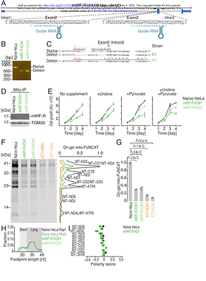 Mitochondrial translation termination, recycling, reinitiation, and rescue for in-frame and out-of-frame contexts