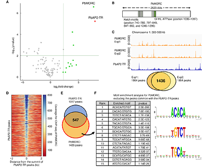 Precise regulation of gene expression through transcriptional repression is essential for Plasmodium asexual blood stage development