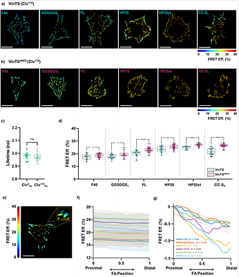 From Sensor Design to Force Maps: A Systematic Evaluation of FRET-based Vinculin Tension Sensors