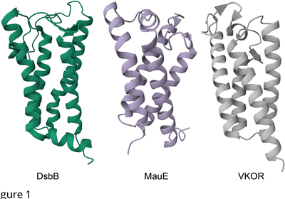 MauE from Calditrichota and Thermodesulfobacteriota reveal a new pathway for disulfide bond formation in bacteria