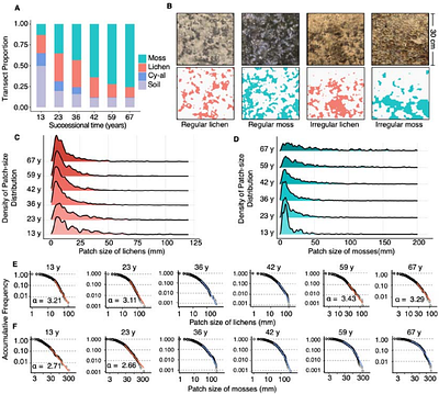 Spatial and temporal scale-dependent feedbacks govern dynamics of biocrusts in drylands