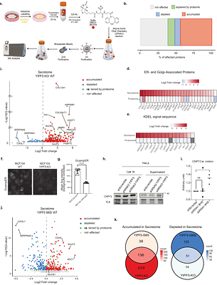 The microcephaly-associated protein YIPF5 differentially regulates ER-export