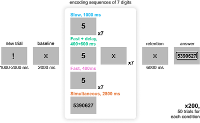 Alpha activity during verbal working memory retention depends on the stimulus presentation mode