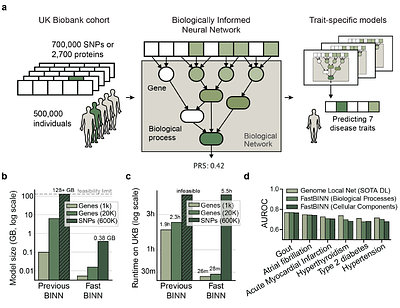 Leveraging multiplicity in biologically informed neural networks to uncover disease heterogeneity